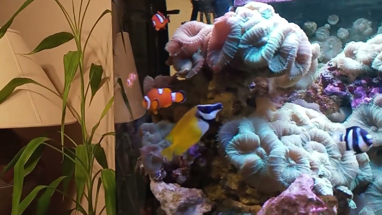 The foxface best fish to clean your tank.