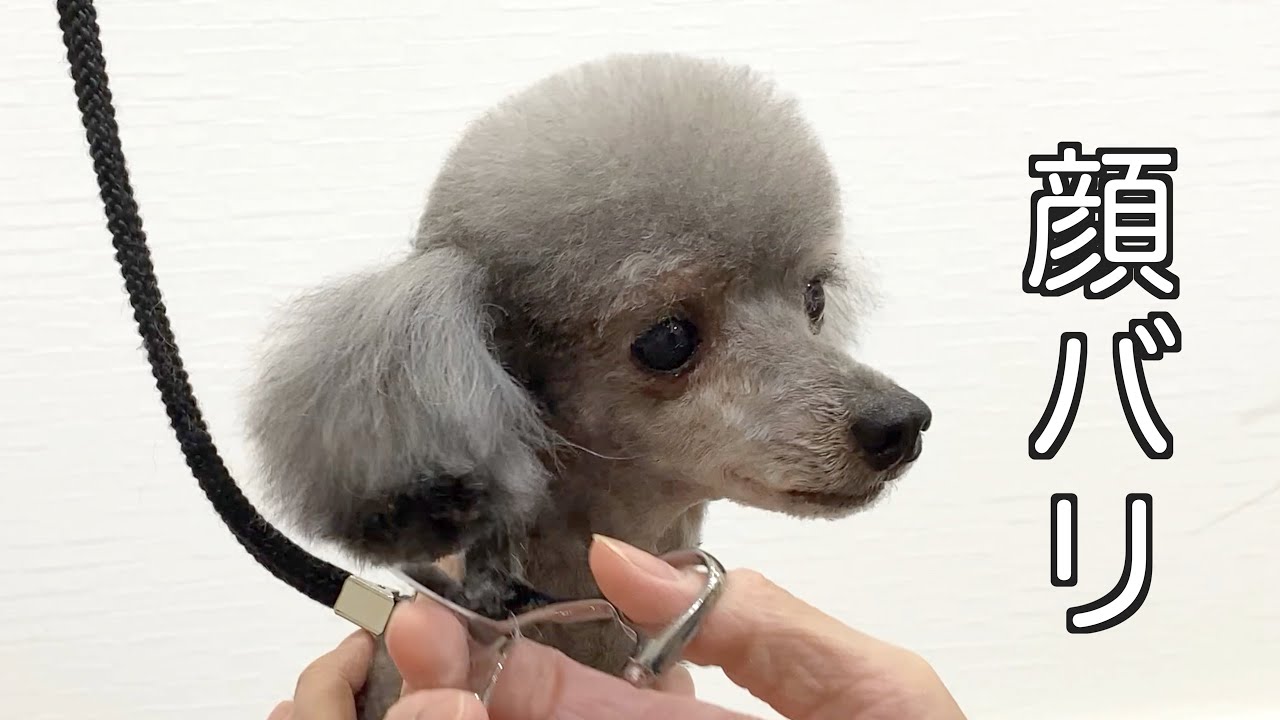 【トリミング】顔バリ✂︎シャンプー前の荒刈り、シャンプー後の仕上げ　poodle grooming