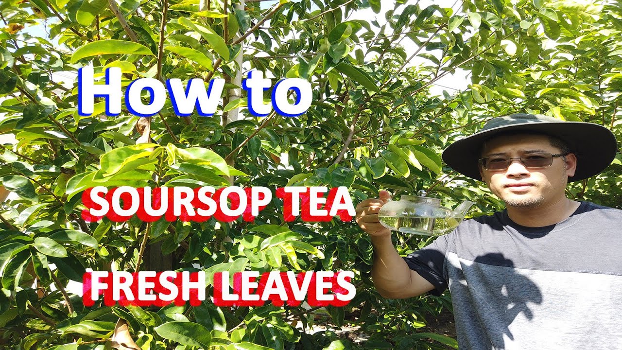 How to make Soursop Leaf Tea from Fresh Soursop Leaf GardenHula