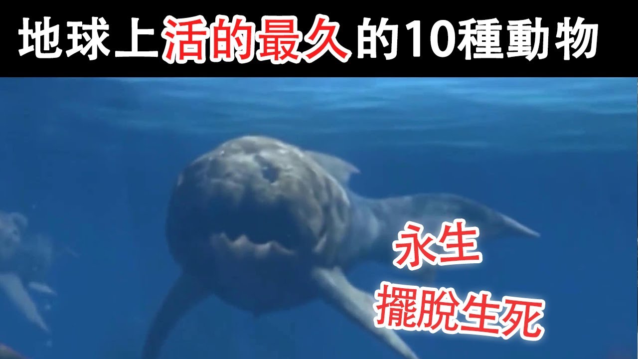 地球上活的最久的10種動物，燈塔水母是第一名？竟能擺脫生死獲得永生！ 【黑土日記】