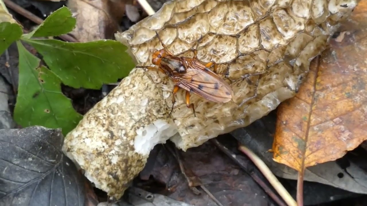 Fallen Gleba of Common Stinkhorn Mushroom Still Attracts Various Flies