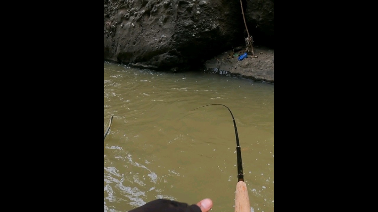 mancing nilem babon di spot tak terjamah manusia #mancingnutul #fishing #nilembabon #mancing