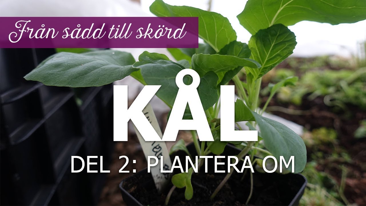 Kål från sådd till skörd – Del 2: omplantering