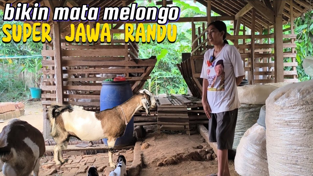 seli farm: yang di pilih kambing dengan kwalitas nomer Wahid semuanya