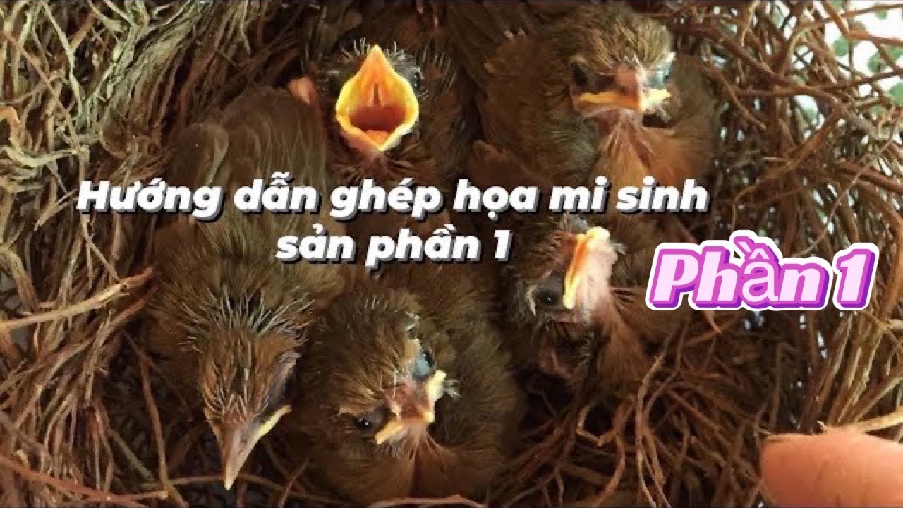 Hướng dẫn ghép hoạ mi sinh sản / kinh nghiệm bản thân trải qua-Phần 1 / Trại chim cảnh BG