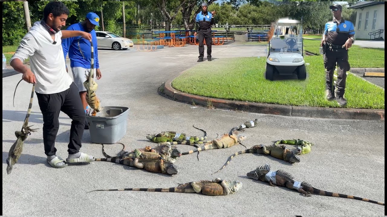 Giant Trespassing Iguanas Take Over Miami-Dade College Campus! Iguana Hunting Removal Challenge!