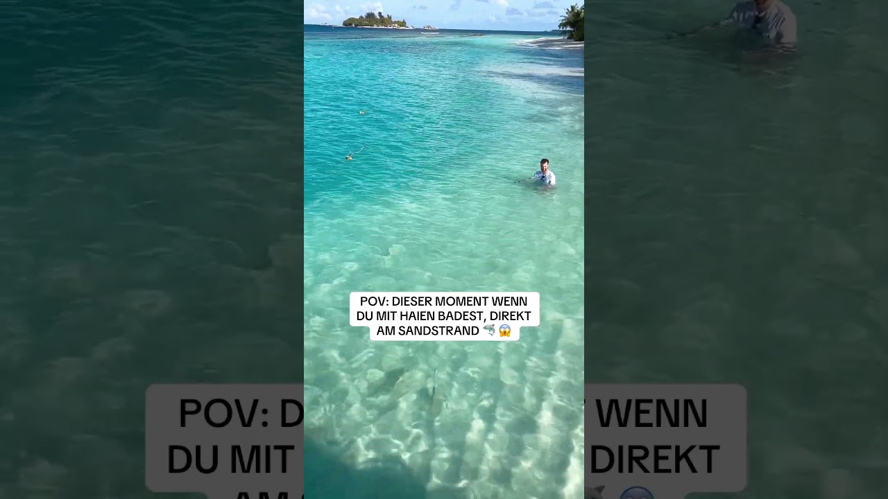 Baden im Meer voller Haie, wer kommt mit?🙀 #malediven #hai #sharkfeeding #shark #memesdeutsch #fyp