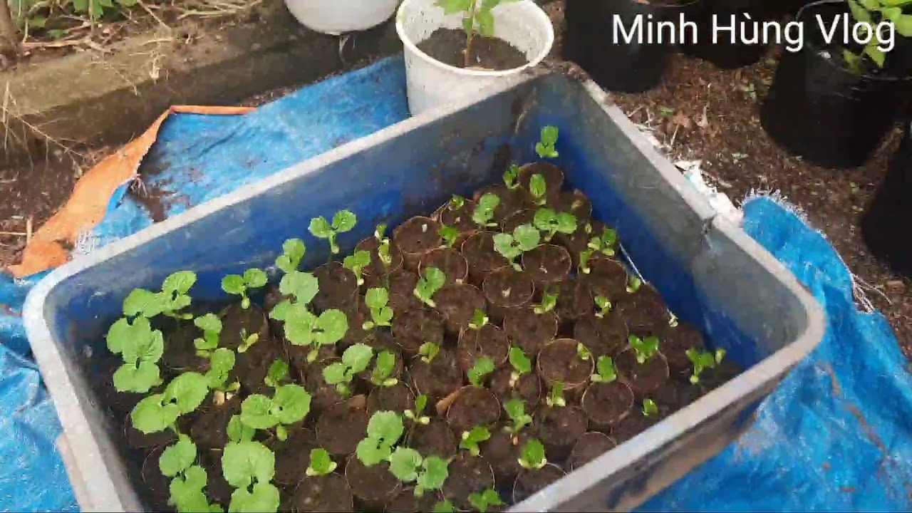 Cách trồng khổ qua cho quả đúng tết