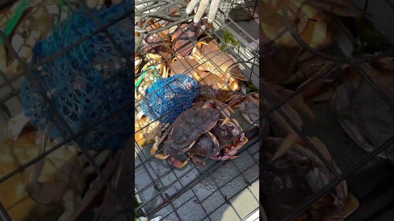 Yesterday&rsquo;s crabbing success in Puget Sound definitely confirmed a pattern I&rsquo;ve been thinking about!