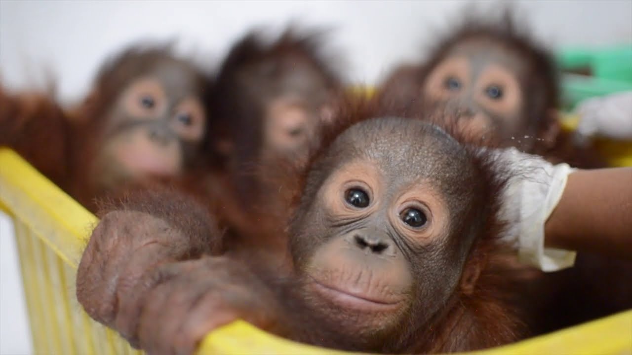 Orangutan Wild Streaming Episode 4 - Bedtime