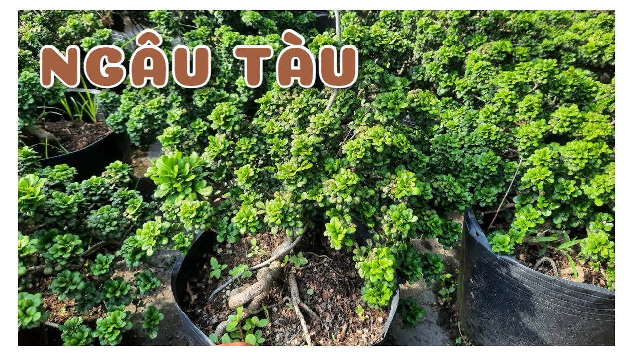 Cây Ngâu tàu | 0386569374 - Ngọc Ngân Bến Tre | Chuyên cây độc lạ