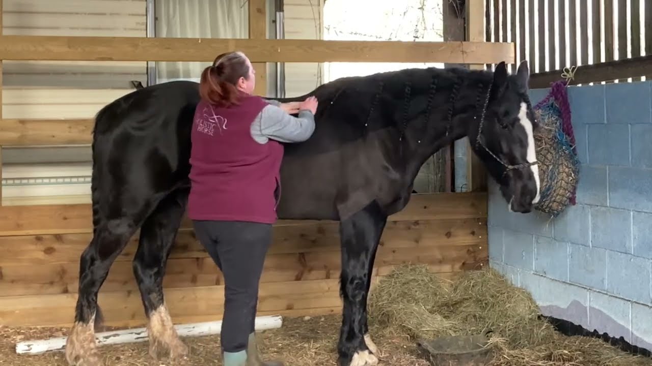 THH Week 5 - Equine Shoulder, Wither and Chest massage