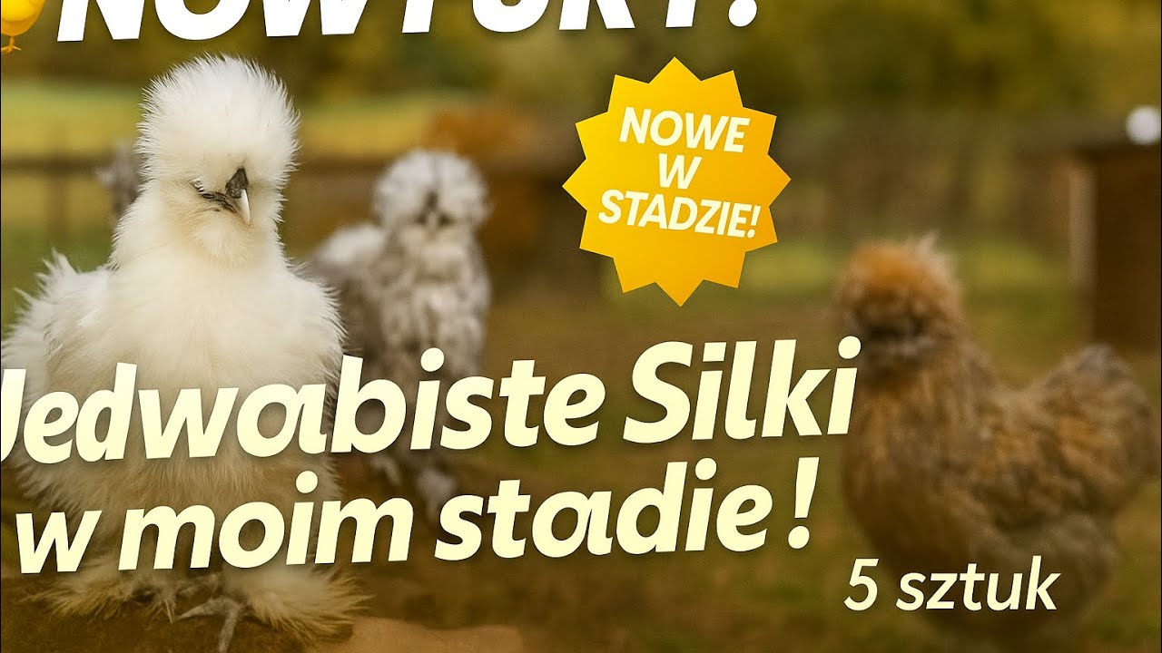 🪶 Nowe kury w mojej hodowli! Poznajcie moje jedwabiste Silki 🐔