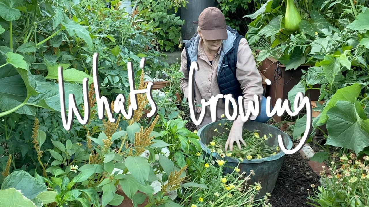 WHAT'S GROWING | What I'm GROWING & SOWING in my SMALL BACKYARD VEGETABLE GARDEN VICTORIA AUSTRALIA