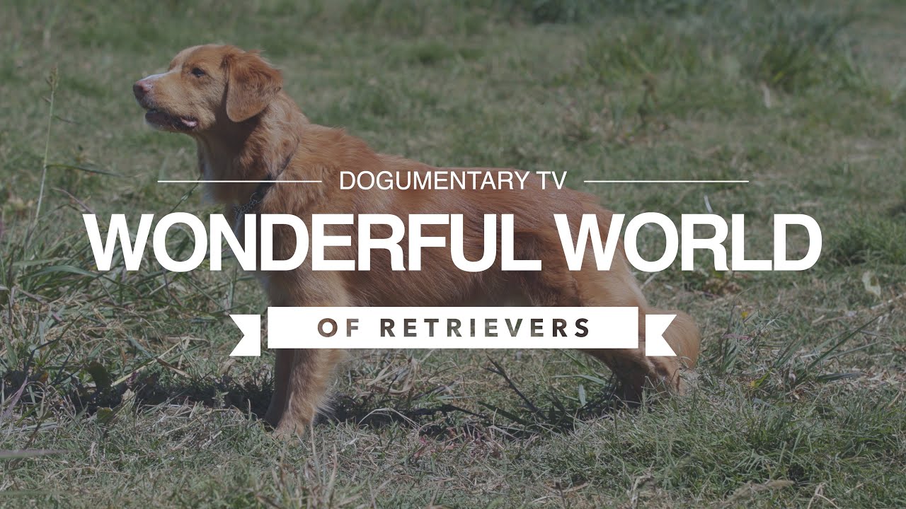 THE WONDERFUL WORLD OF RETRIEVERS