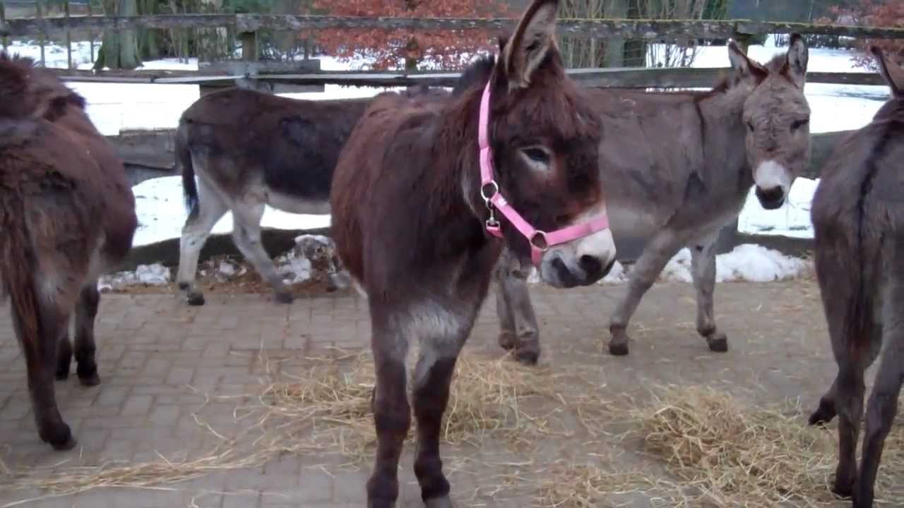 Stichting de Ezelshoeve: Karim, Loes en Paulientje komen weer terug in de kudde 09-02-2012