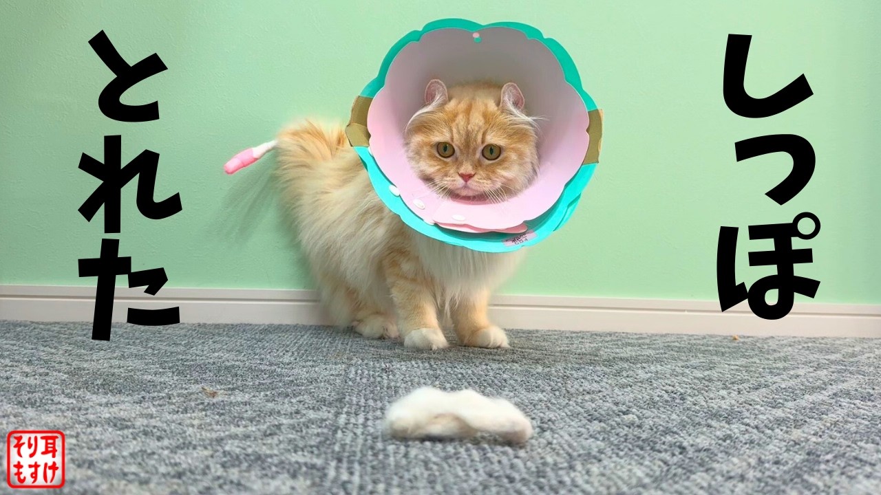 【緊急】ショック。尻尾の先端が本当に取れてしまいました