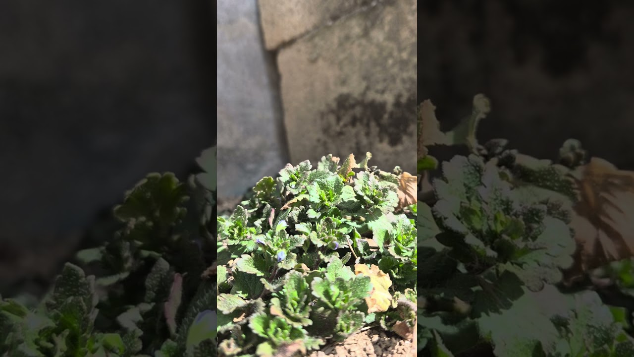 성경읽기 ㅣ 사사기 13장 ㅡ17장중간까지 ㅣ 바른성경 ㅣ 한국성경공회 