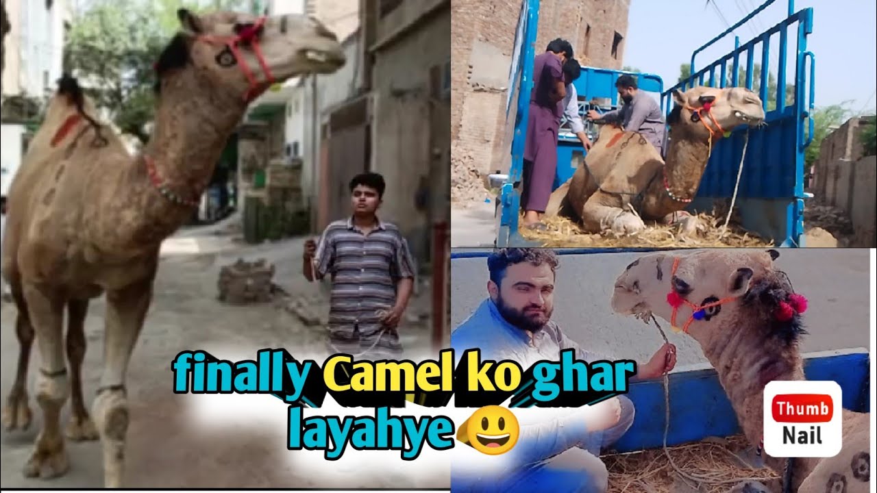 Finally Camel ko ghar layahye 😃 ll chinda g vlogs