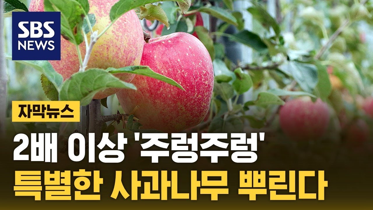 주렁주렁 열린 사과들&hellip;정부, '특별한 나무' 뿌린다 (자막뉴스) / SBS