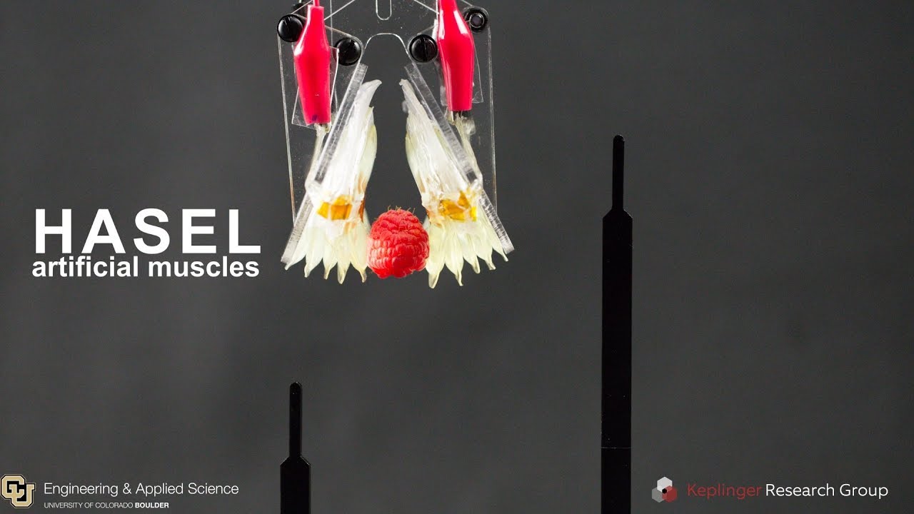 HASEL artificial muscles for next-generation soft robotics