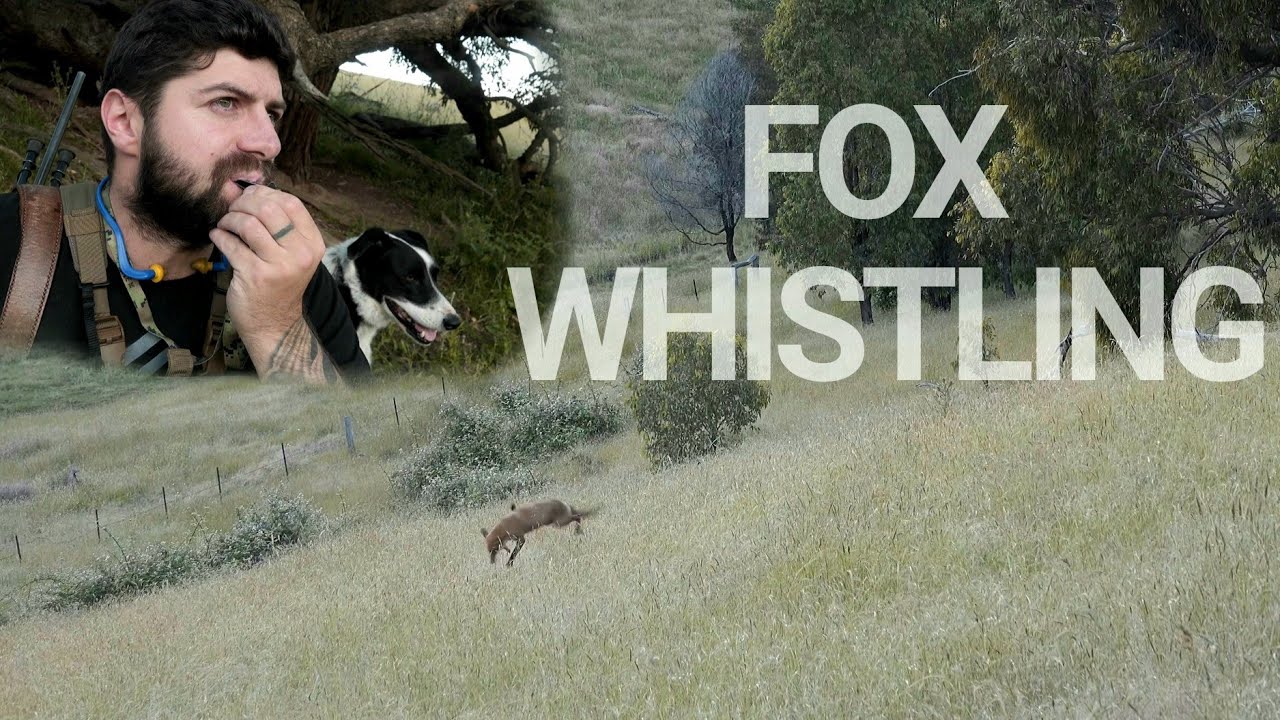 Fox Whistling & Hunting Plus Trail Camera Issues