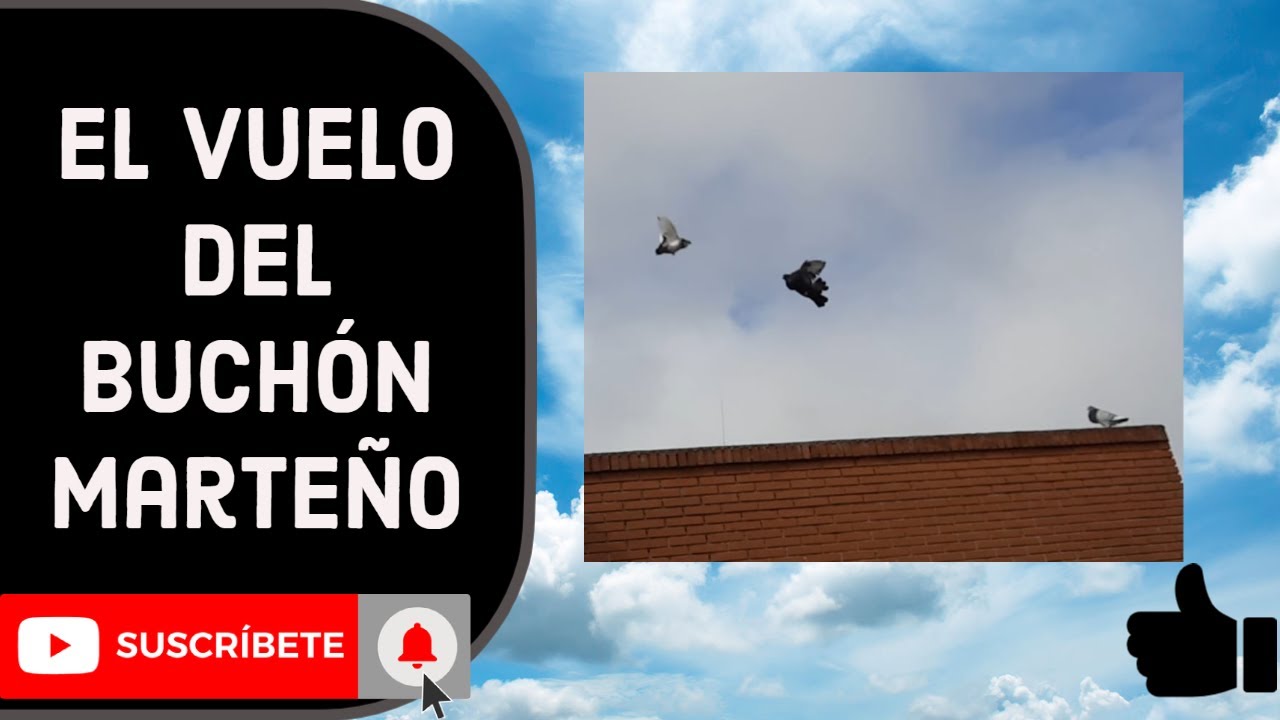 El vuelo del buchón marteño