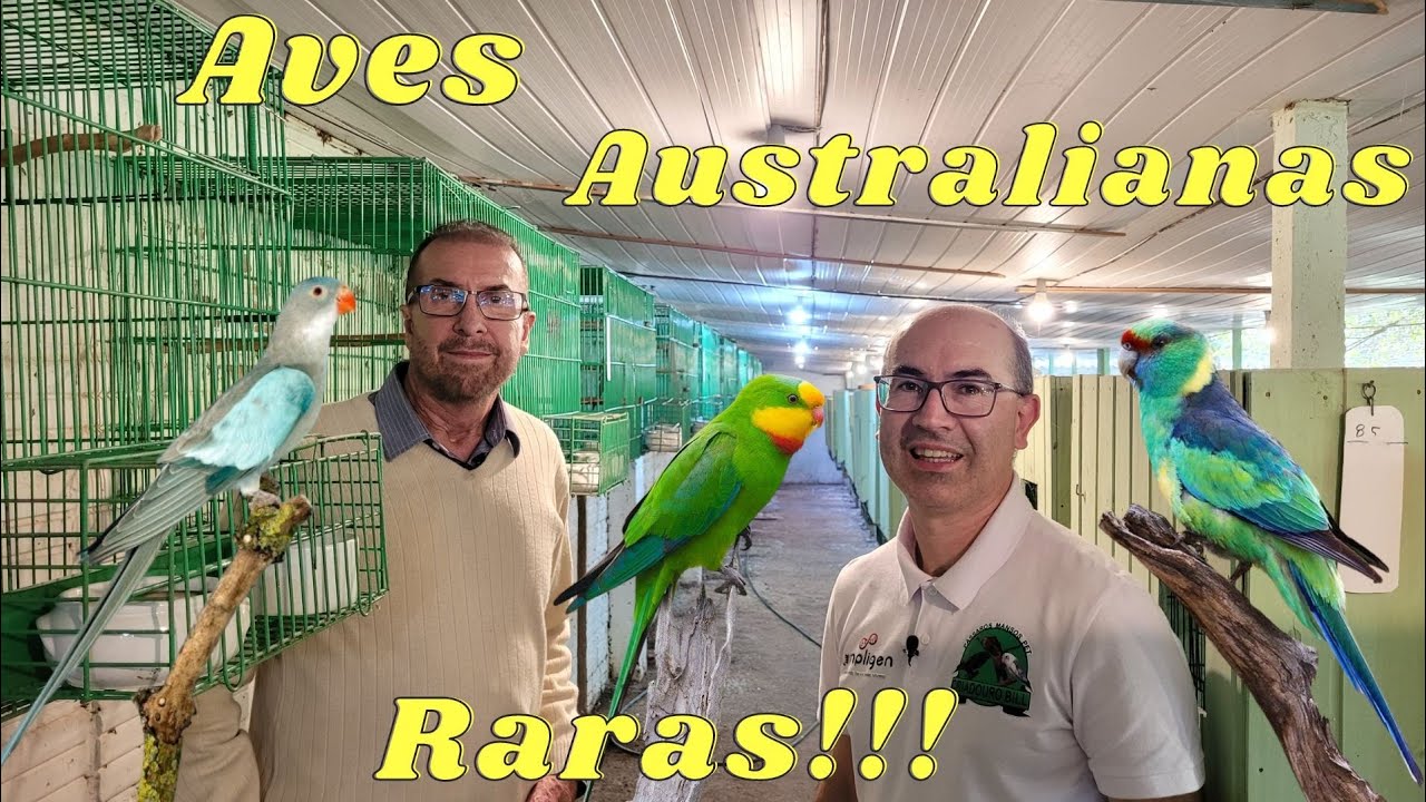 DICAS DE CRIAÇÃO DE AVES AUTRALIANAS RARAS!!!(Aníbal Rolim)