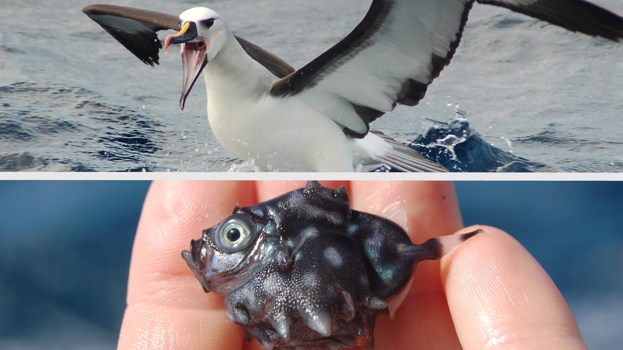 Protecting South Africa's Ocean Treasures: Kerry Sink, Pew Fellow