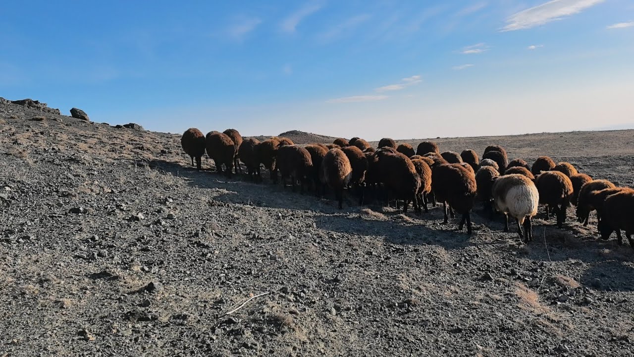 2025 SEZONU KAPATTIK KOYUNLARI İLÇEYE GÖTÜRÜYORUM.