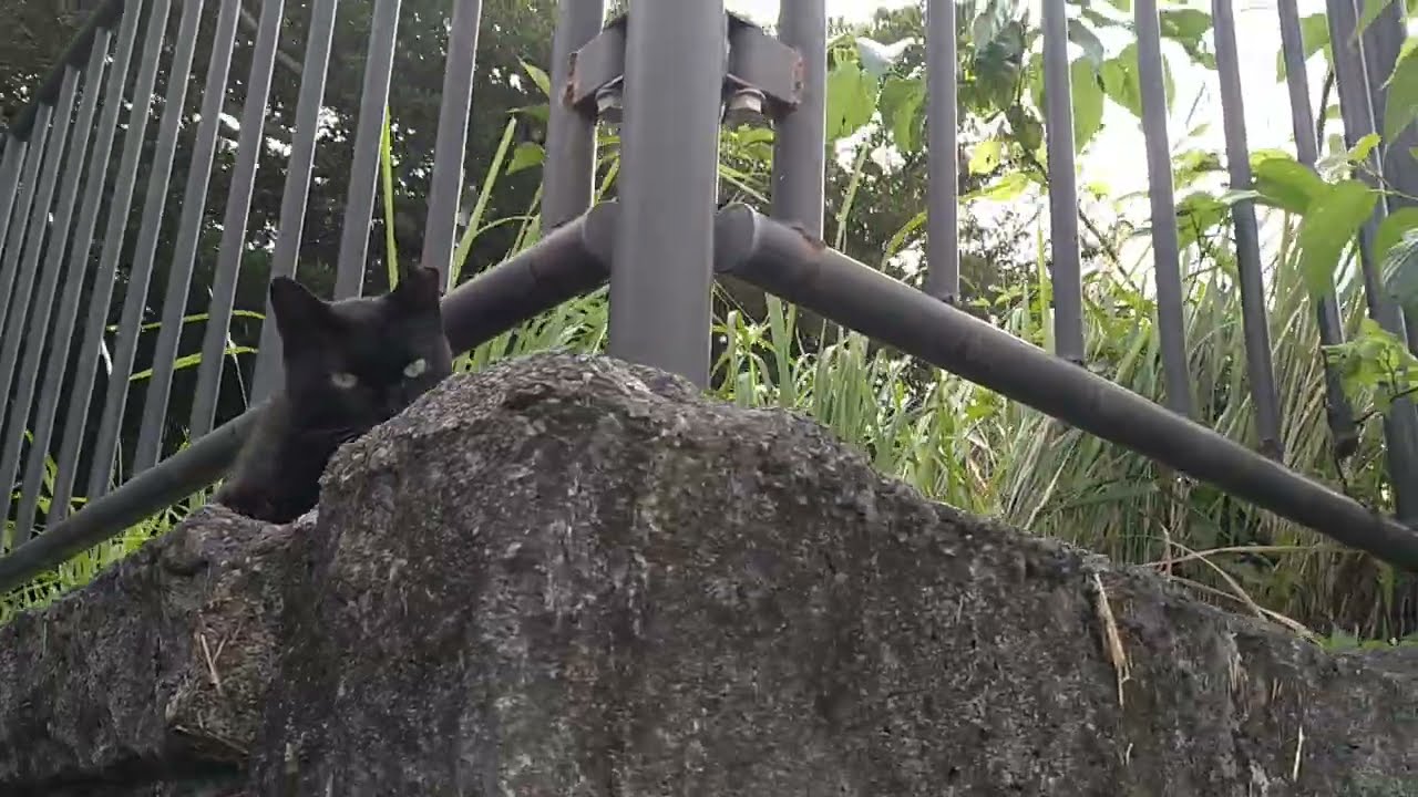 麦わらチーム集結 #猫動画 