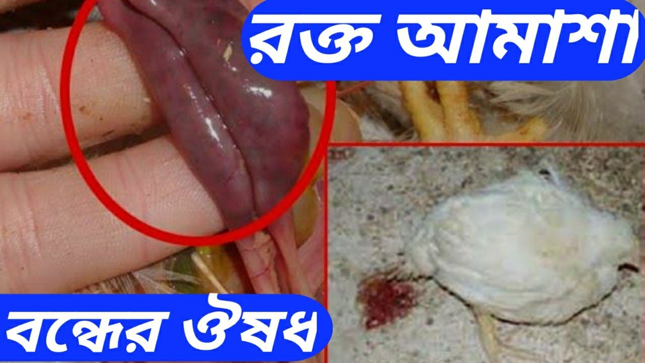 ব্রয়লার মুরগির রক্ত আমাশয় বন্ধের চিকিৎসা#Broylarmorgi#ব্রয়লারমুরগি#RONYAGRO#রক্তআমাশা