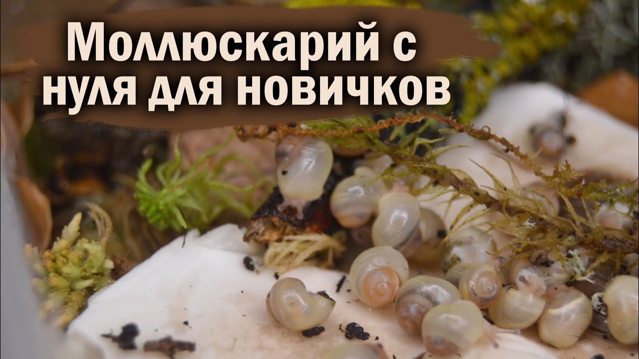 ОБУСТРОЙСТВО ТЕРРАРИУМА ДЛЯ УЛИТОК С НУЛЯ