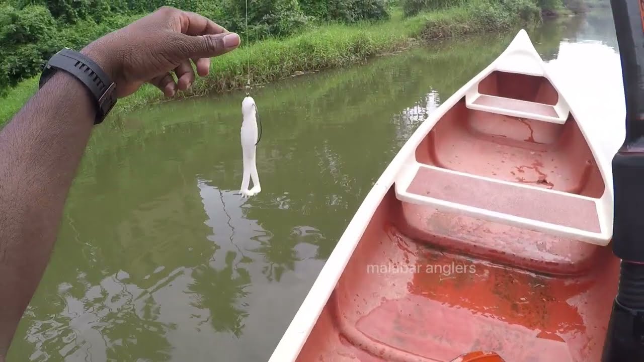 Zman goat toadz Catch more fish per bait  #fishing #villagefishing #malabaranglers