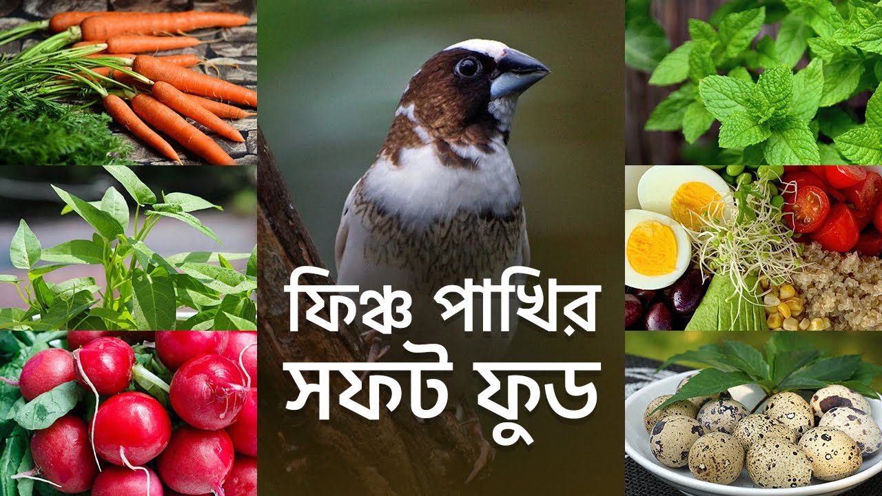 Bengoli Finch Soft Food Recipe Bangla | ফিঞ্চ পাখির সফট ফুড রেসিপি | Bird Nursery