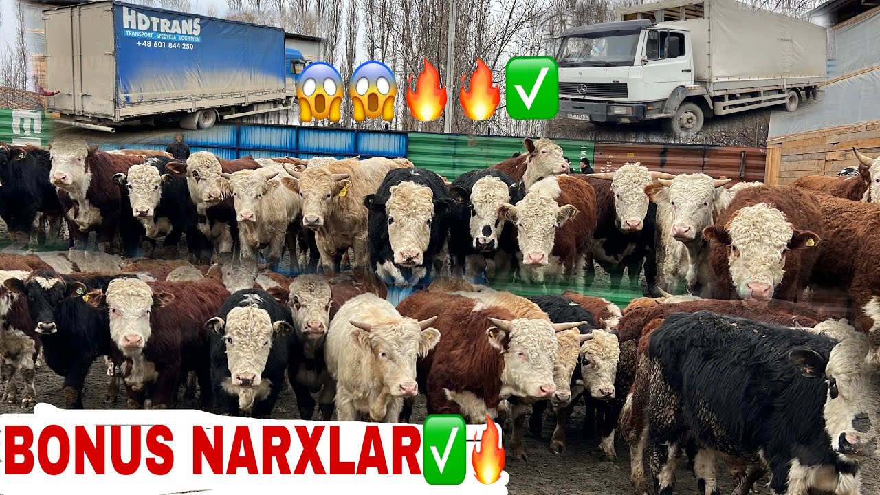 ZOTLI BUQALAR optim markaziga marxamat.✅✅😱😱💯💯🔥🔥