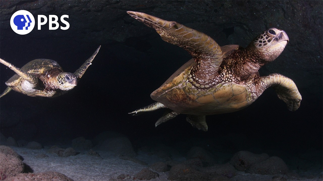 Swim with Soothing Sea Turtles | Relaxing Nature Soundscape