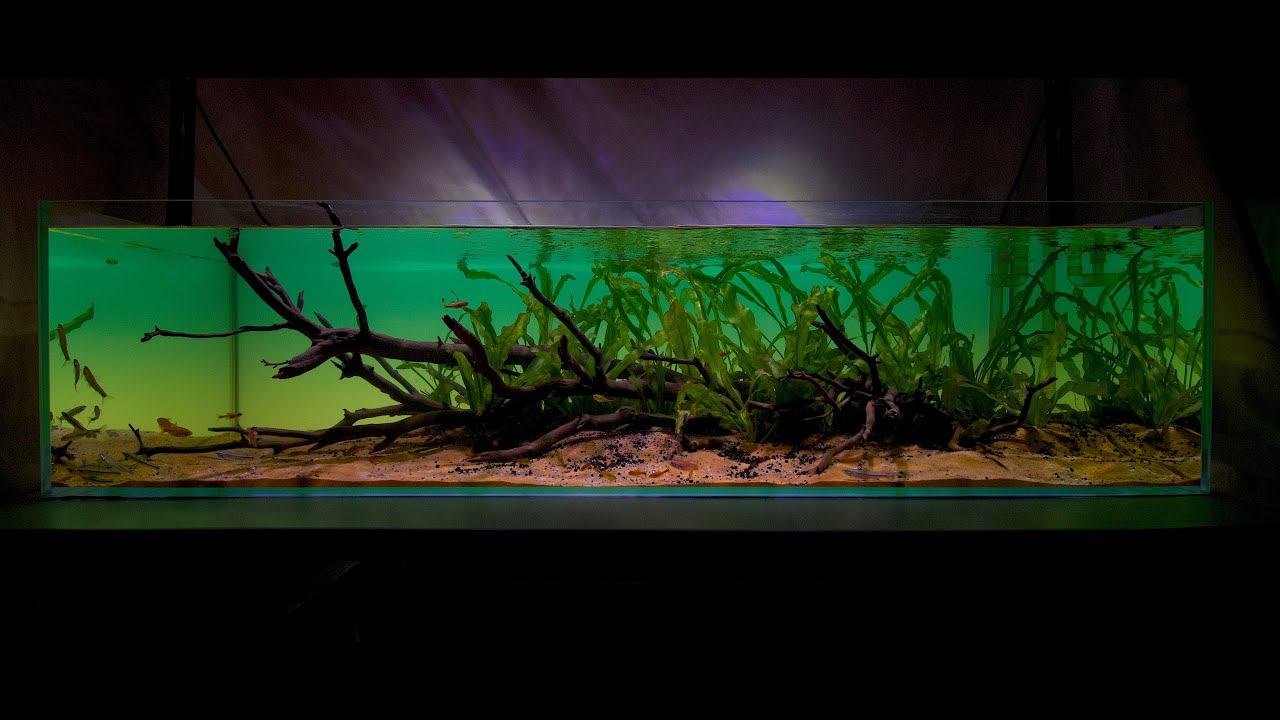 São Francisco River basin display - Aquatic Habitats Book teaser