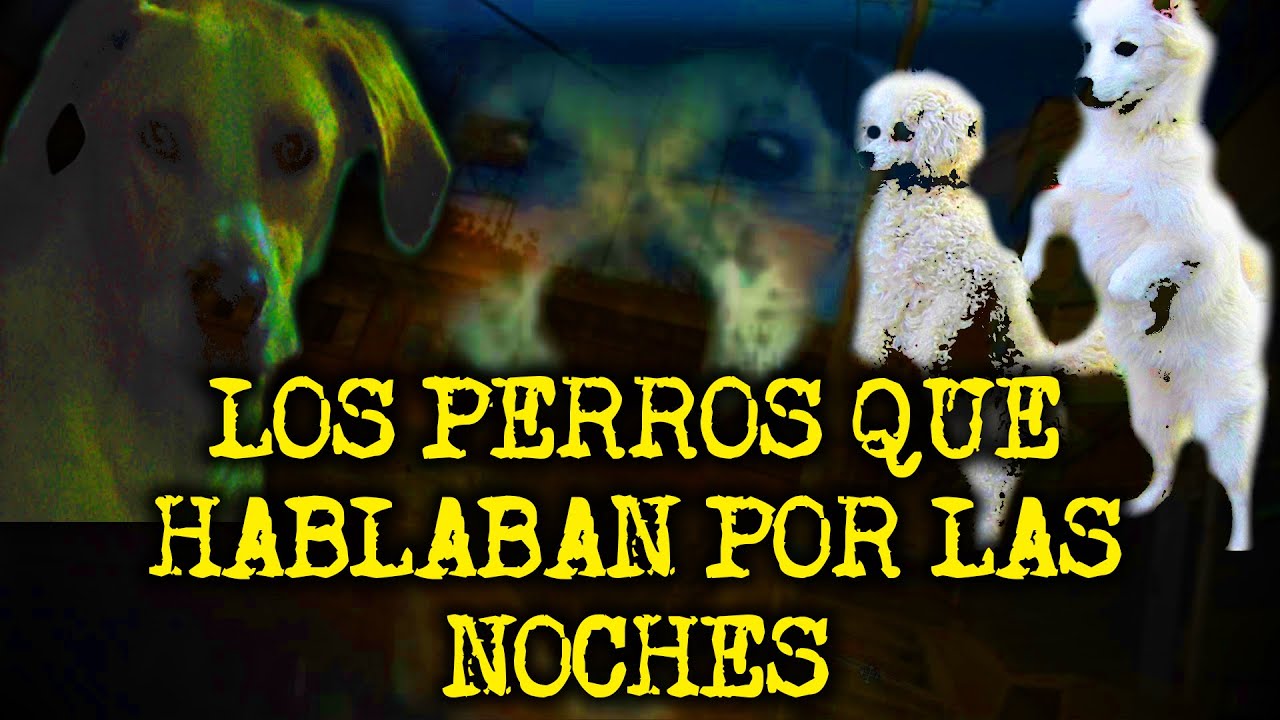 EXPERIENCIAS ATERRADORAS CON PERROS ACTUANDO COMO HUMANOS PARTE 8