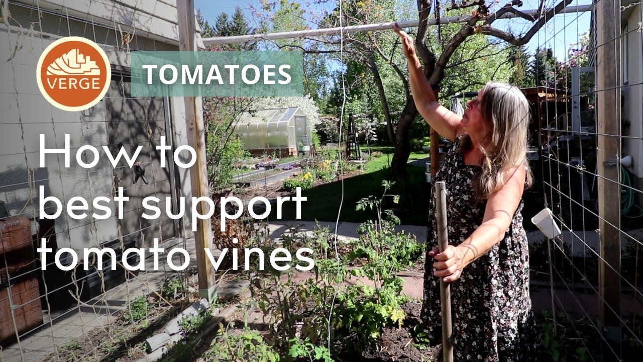 Growing indeterminate tomatoes &ndash; the Lower & Lean Method w/ Carmen Lamoureux