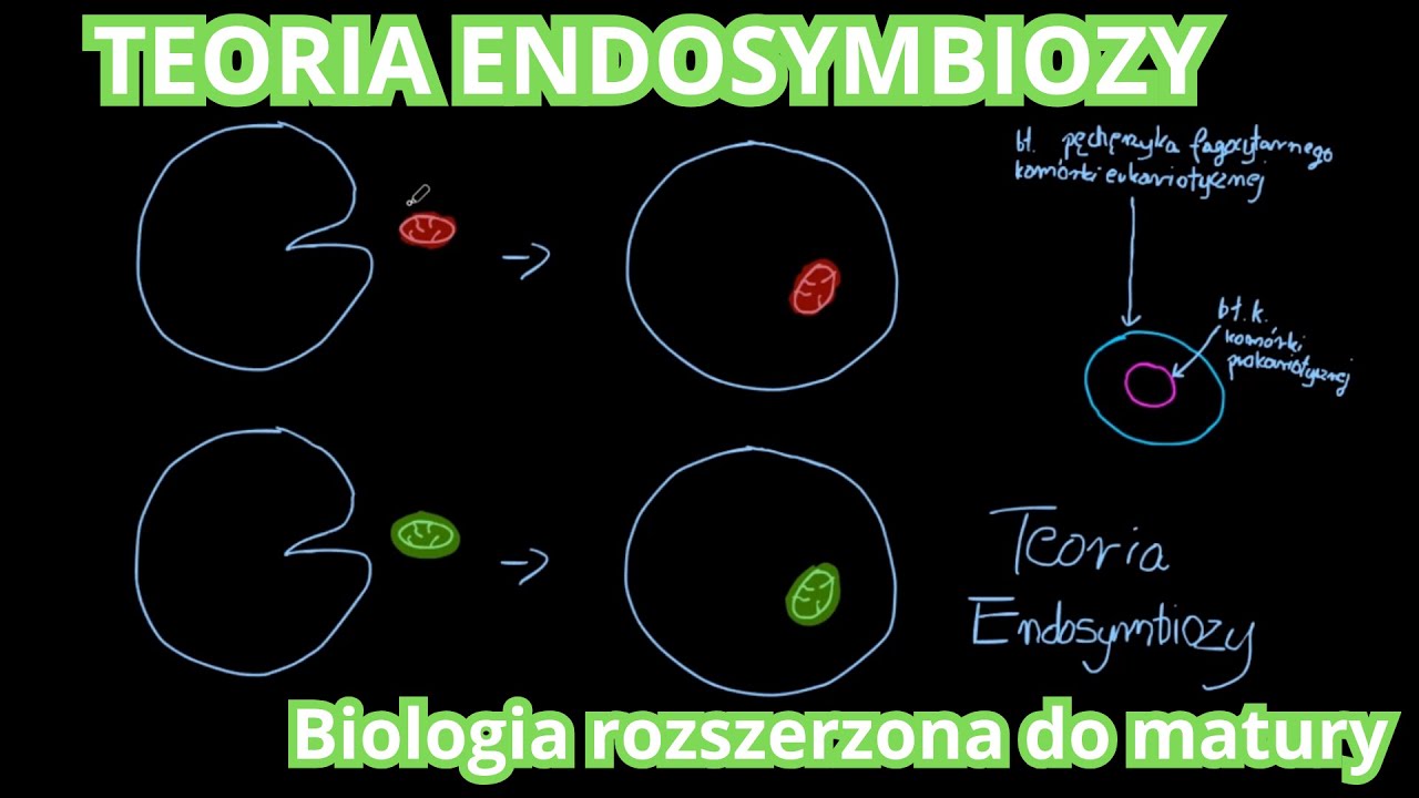 Teoria endosymbiozy + ewolucja komórki | Biologia rozszerzona do matury