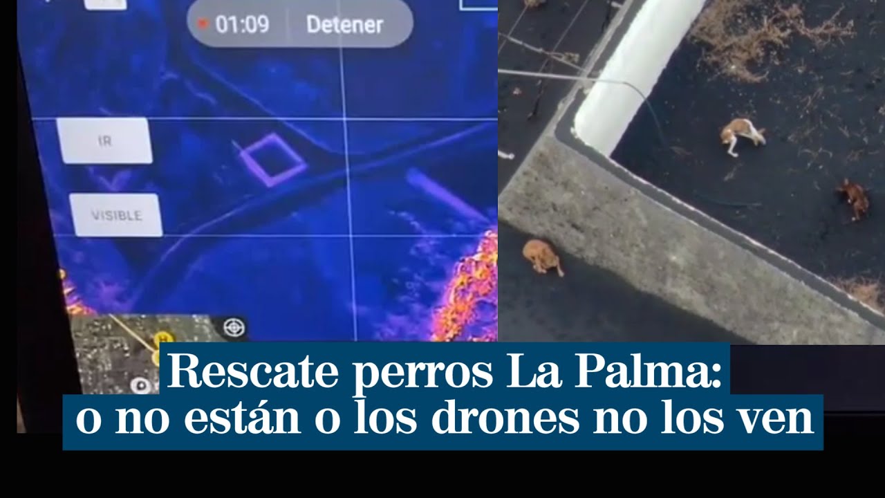 Problema inesperado en el rescate de los perros de La Palma: o no est&aacute;n o los drones no los ven
