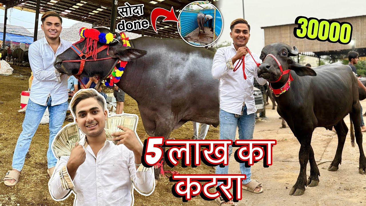5 Lakh Ka कटरा😱 “Gazipur Mandi” Me | सौदा पक्का हुआ ya नहीं? Buffalo Mandi Vlog❤️