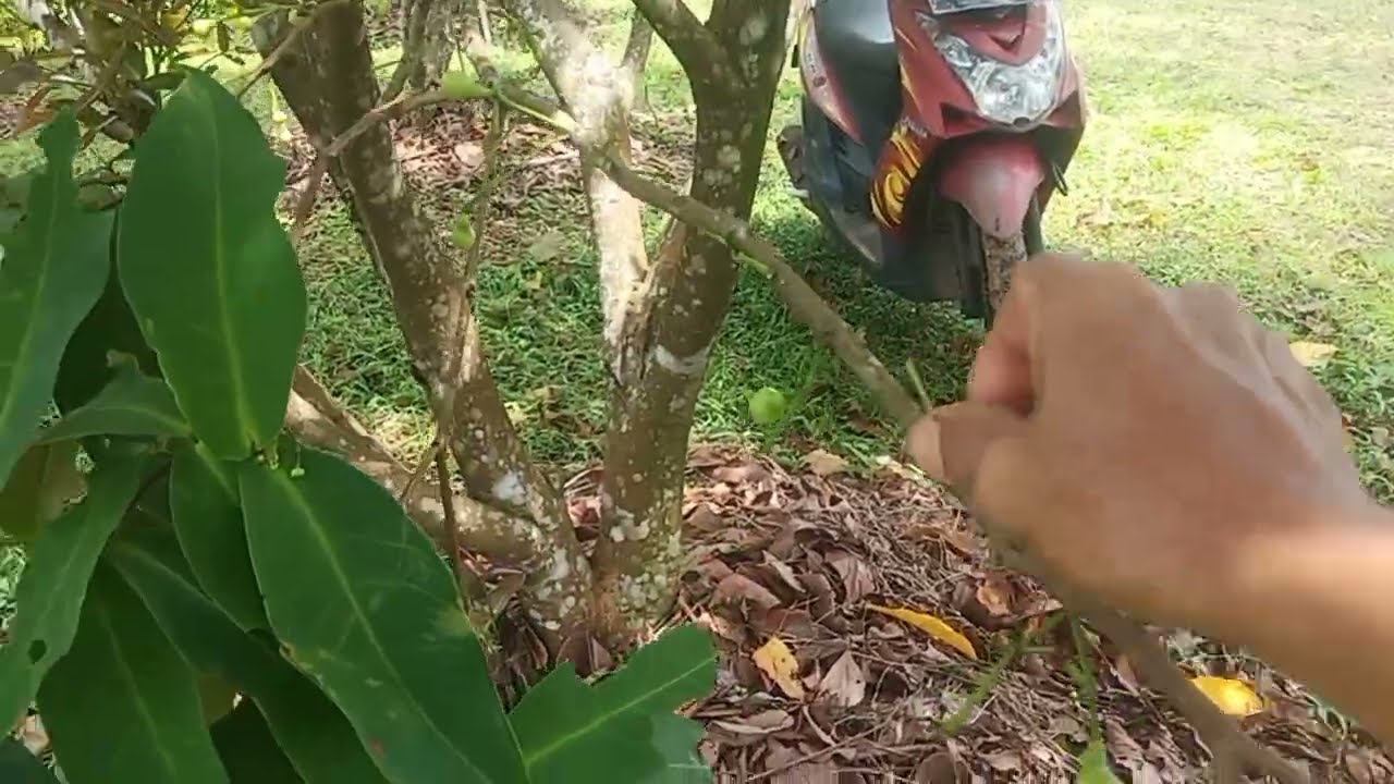 saatnya buang tunas air pada pohon jambu