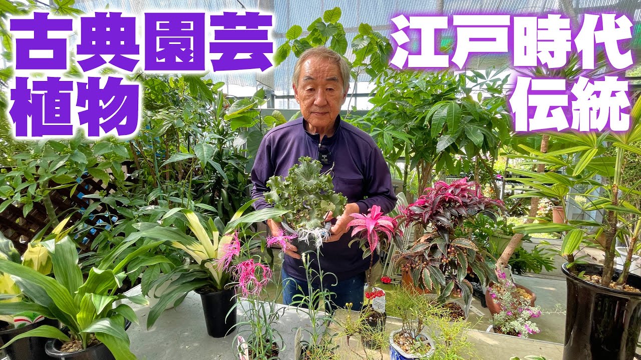 【古典園芸植物を育てよう】一鉢でも観賞したくなる！江戸時代に品種改良された伝統の園芸植物【花と緑のグリーンバレイ】