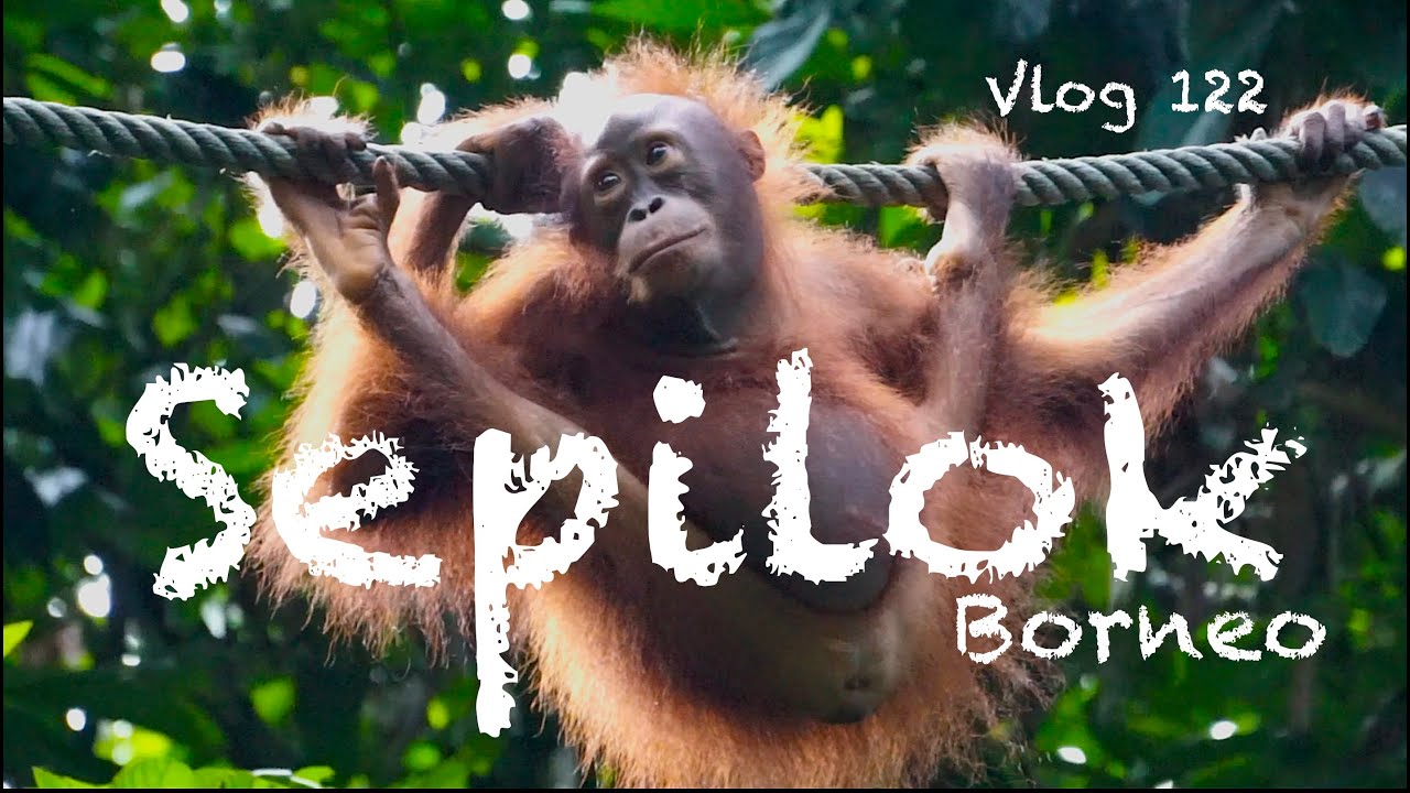 Von Sepilok nach Kota Kinabalu... Bye Bye Borneo - Vlog 122