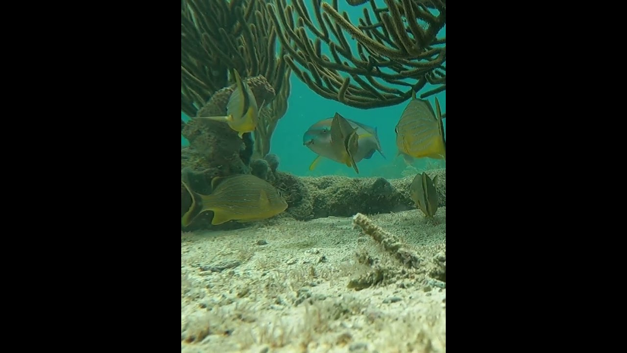 Parrotfish and French Grunt #parrotfish #FrenchGrunt #reeffish #coral #coralreef #underwater