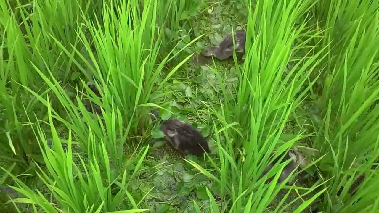 アイガモ農法　びっしりと生えたコナギを退治していく様子