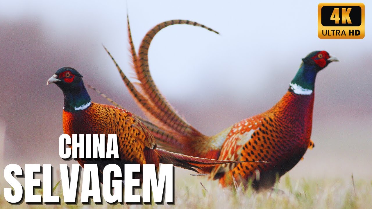 🌿🦜 A Natureza Escondida da CHINA | Aves Raras e Fascinantes das Montanhas Asi&aacute;ticas Document&aacute;rio🏔️✨
