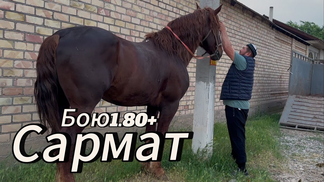 Сармат Муса акеде  Алайдан Озбеке кеткен Сармат